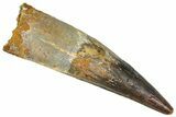 Bargain, Real Fossil Spinosaurus Tooth - Composite Tooth #365667-1